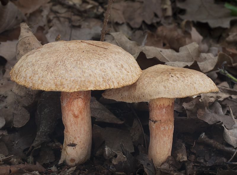 Suillus tridentinus